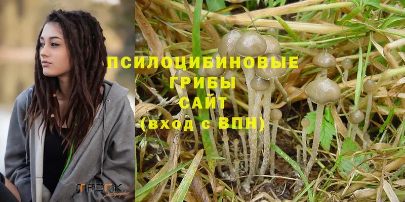 Псилоцибиновые грибы Psilocybine cubensis  Снежинск 